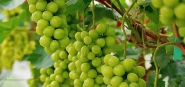 金年会(中国)官方网站入口