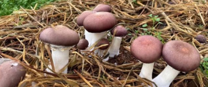 金年会(中国)官方网站入口